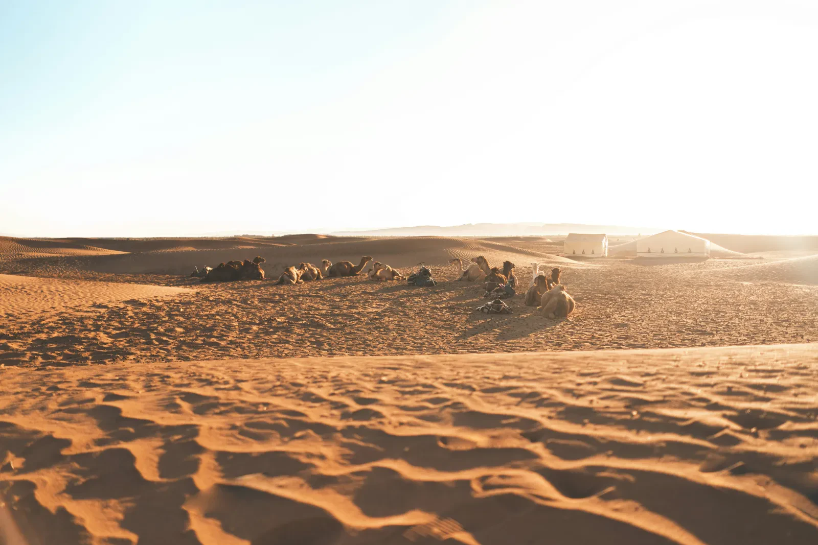 Marrakech → Zagora